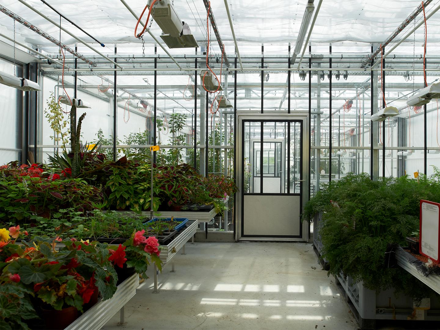 Greenhouses 4-7 for research ACW