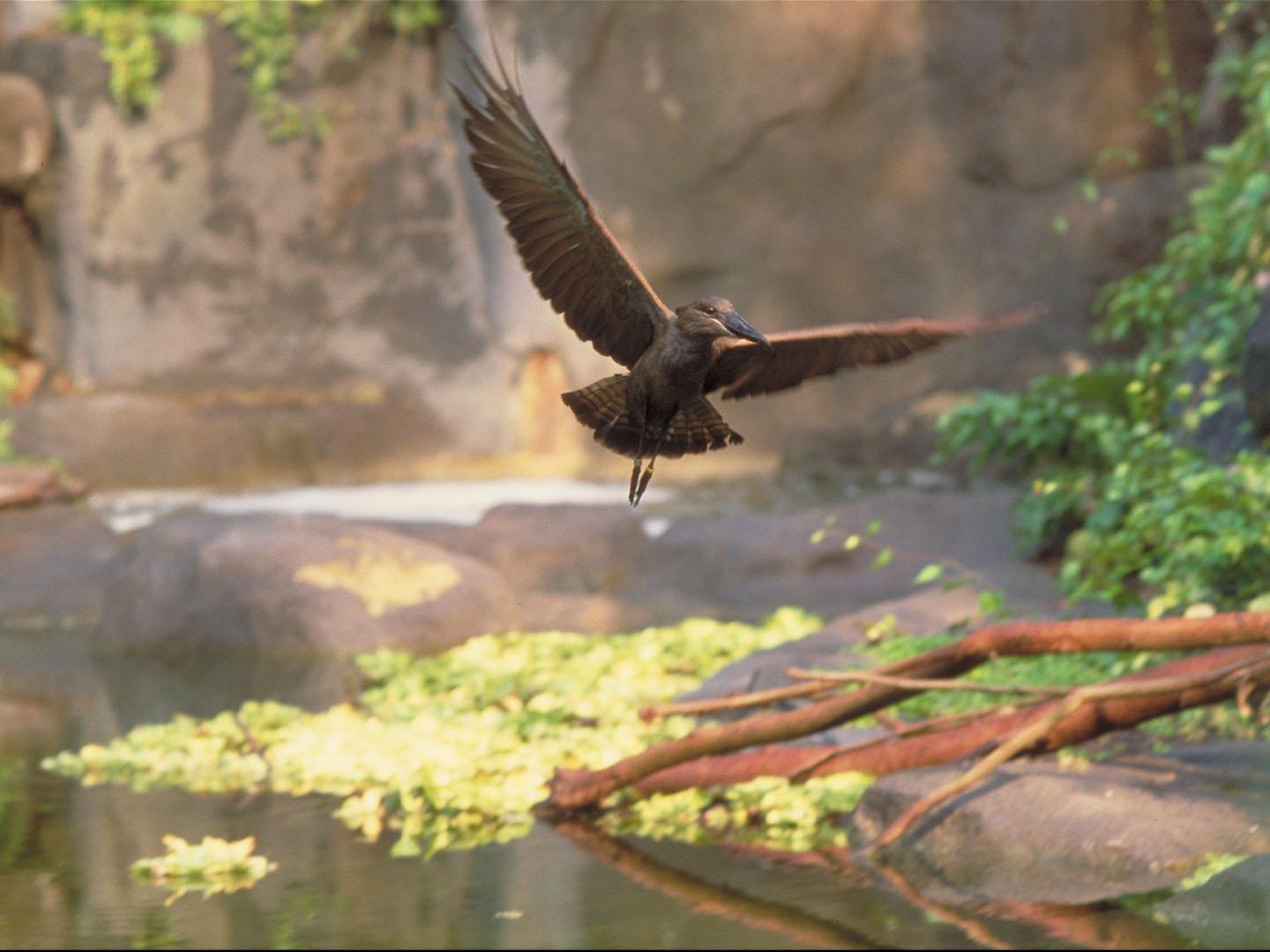 Masoala Rainforest Zoo Zürich, Zoo Zürich AG